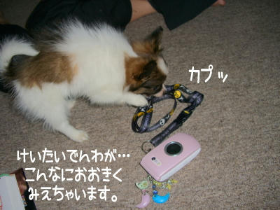 大きさ比較