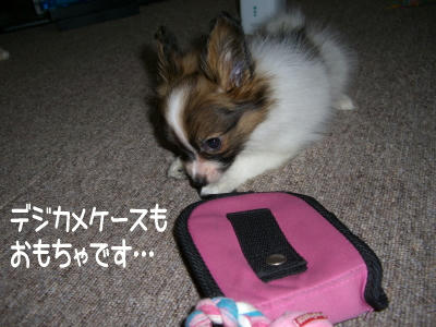 それは噛むなっ!!!