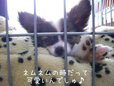 子犬は無条件で可愛いもんな･･･。