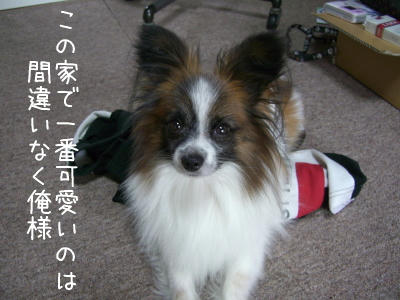 もちろん君が1番さ!