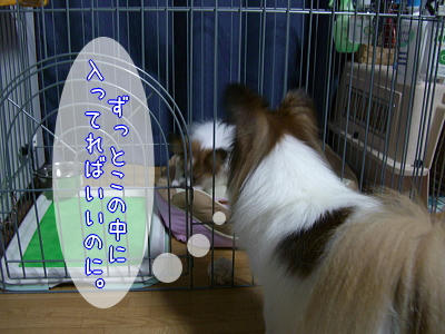 ゆっくりゴロゴロしたいのに・・・