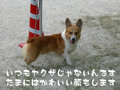 基本ヤクザですけどね