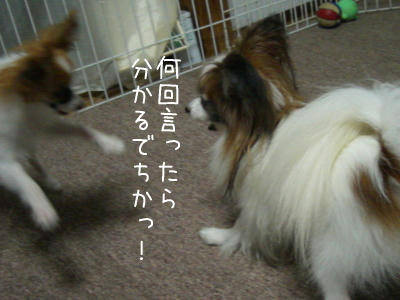 言う事きくでち!!
