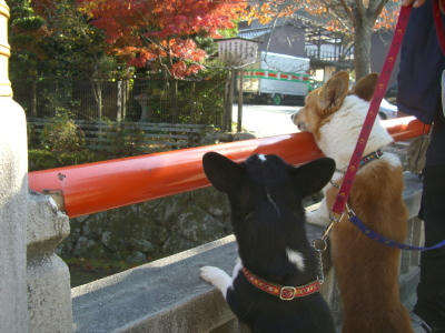 何が見えるん?