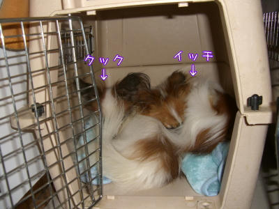 狭いだろうに・・・