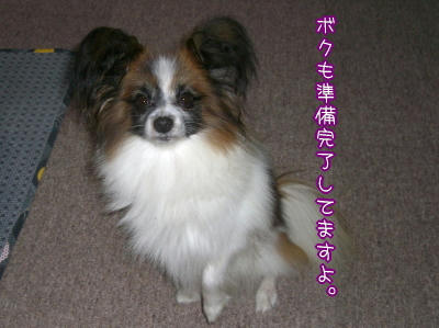 だから行かないんだってば！