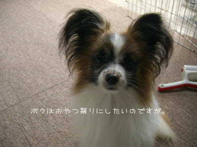 オヤツの入れ物に顔突っ込んで怒られました・・・