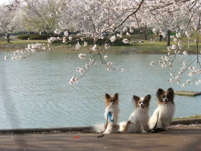 3兄弟と桜