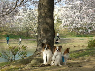 3兄弟と桜2