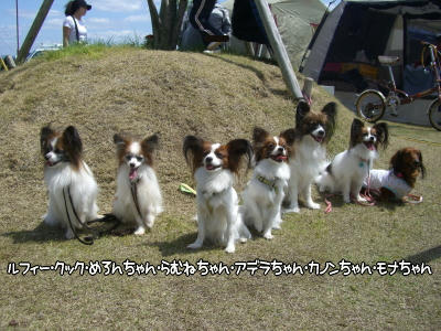 パピヨン祭り!