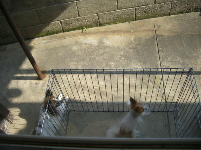 やっぱり我家のボスだね〜♪