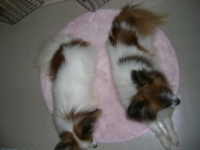 やっぱり一緒に寝るんだね(^ー^* )