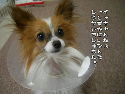 知ってるくせに(−−メ)