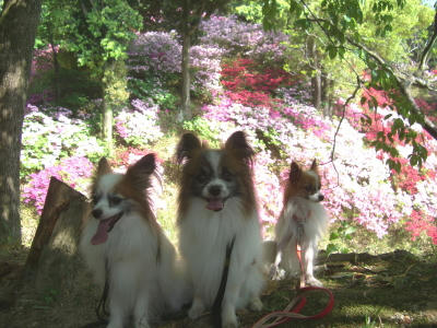 後は崖です・・・。