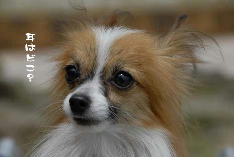 耳はどこやった?