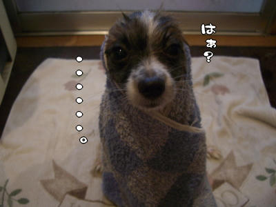 オットセイ?