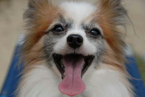 やっぱりベロ〜ン