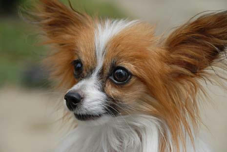 おっ。耳ある(*￣m￣)