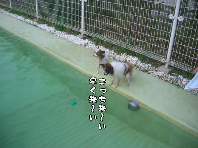欲しけりゃ飛び込みなさい！