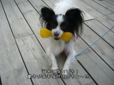 お気に入りのおもちゃでち♪