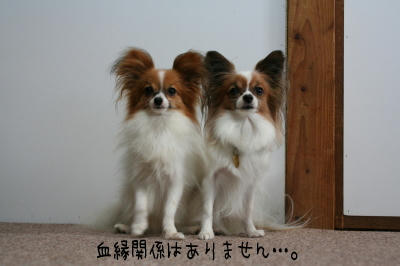 なぜか似てる２人