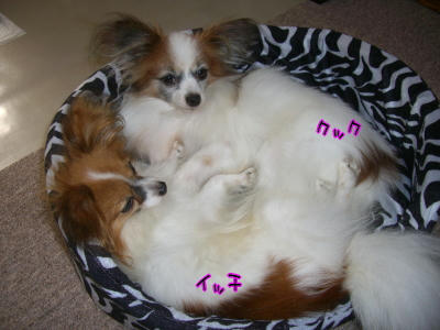 クック＆イッチ