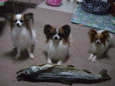 食べてもいいですかっ？？？