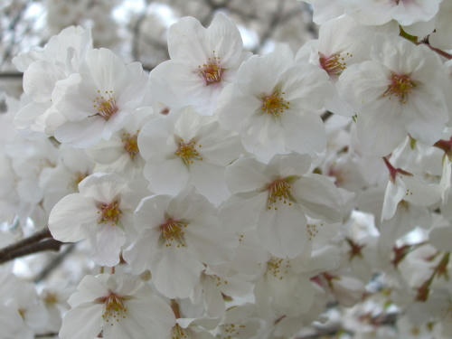 桜〜♪