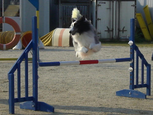 ピット