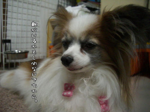 いないから。