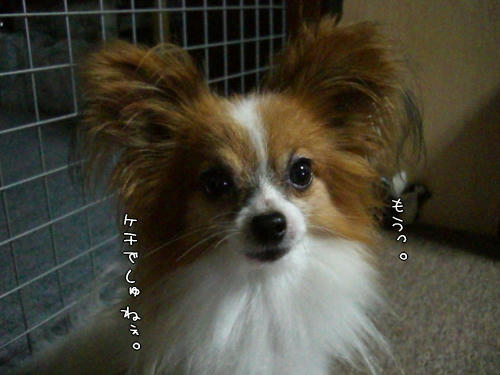 っ~か・・・君は暑くないのかい???