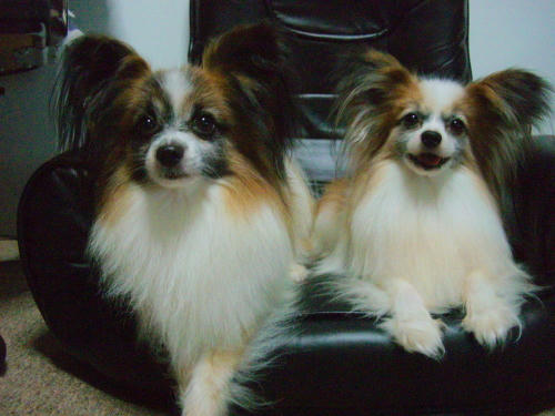 ふわふわ(*￣∇￣*)