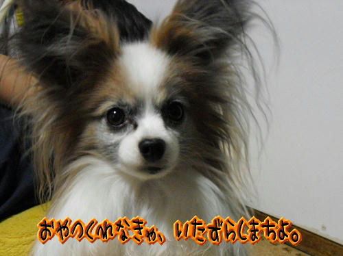 20101031003.jpg
