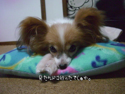 20101110003.jpg