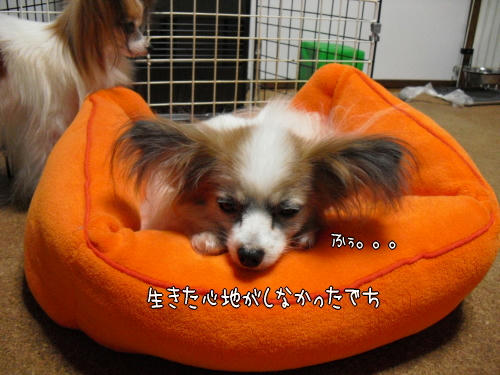 20101110001.jpg