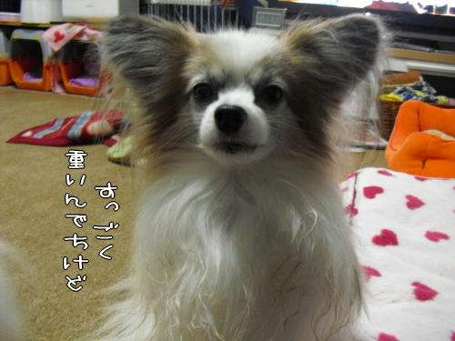 20110114001.jpg