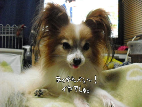 20110114007.jpg