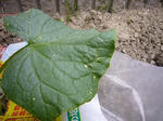 P1010076.jpg