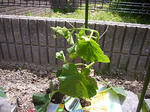P1010084.jpg