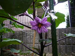 P1010139.jpg