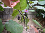 P1010245.jpg