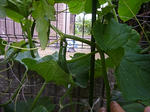 P1010248.jpg
