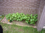 P1010334.jpg