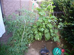 P1010354.jpg