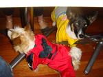 DSC00364.JPG
