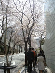 桜３