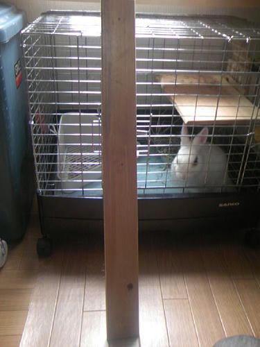 またもや杉の木でございます。