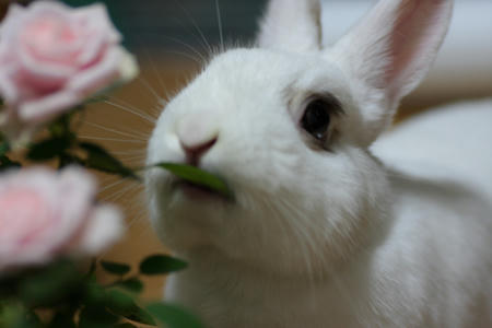 食うな！