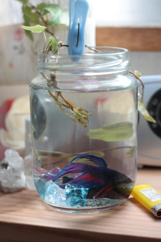 我輩は魚である名前はまだ無い・・・。