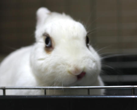ぺろん